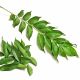 Fresh Curry leaves / kariveppila